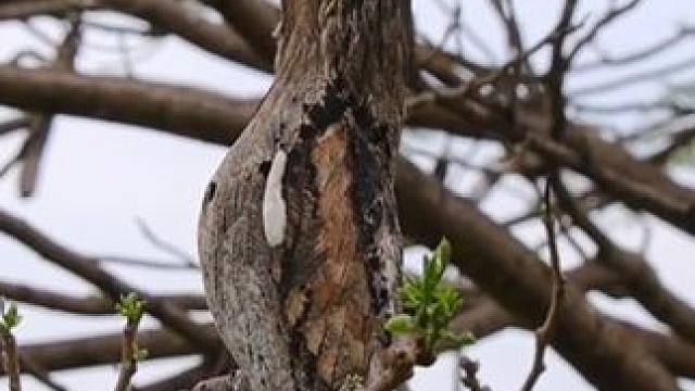 伪装大师林鸱鸟 #国外视频分享 #奇妙的动物 #野生动物零距离