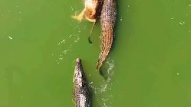 农场主损失了一头牛 #国外视频分享 #野生动物零距离 #鳄鱼