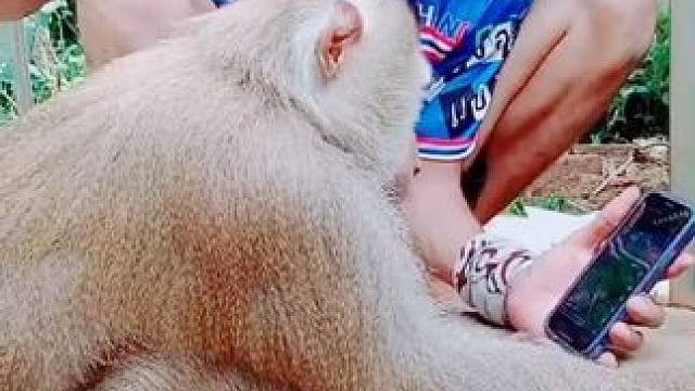 打工猴玩手机刷视频 #国外视频分享 #猴子成精 #黔灵山网红猴同款