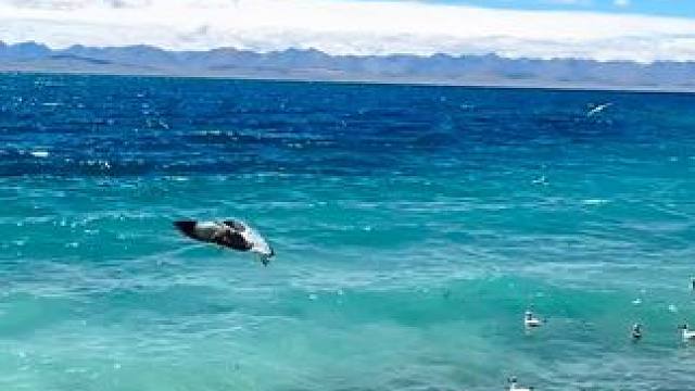 爱 生命 生活 自由 这四个你会怎么排序.