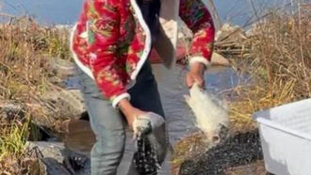 #户外捕鱼 #好多鱼