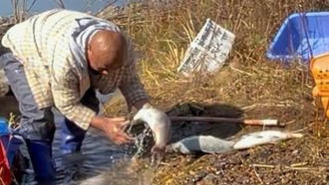 #户外捕鱼 #好多鱼