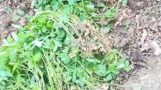 农民种地不容易~