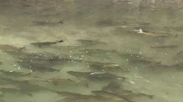 国庆假期去钓鱼有多爽~