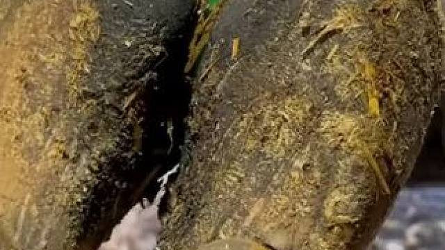 牛蹄上不可小觑的印记#修牛蹄 #解压