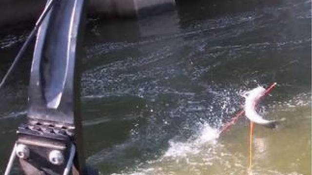 国外合法捕鱼请勿模仿~