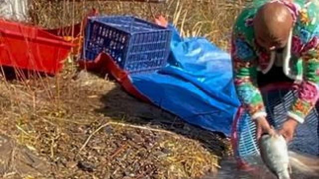 #户外捕鱼 #好多鱼