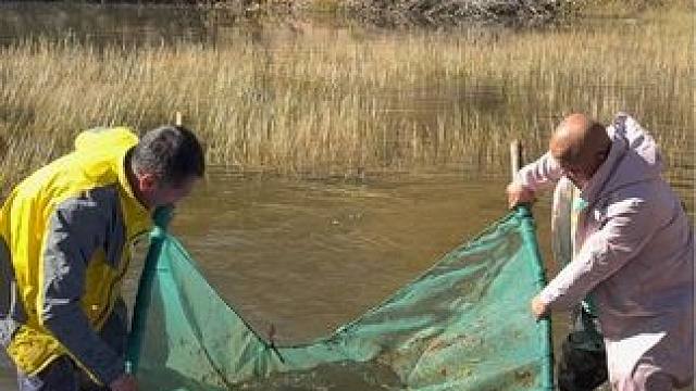 #户外捕鱼 #好多鱼