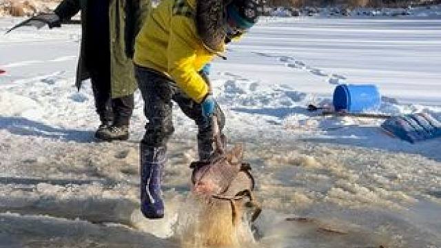 #户外捕鱼 #好多鱼