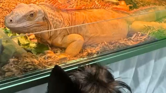 小狗看异宠好认真啊