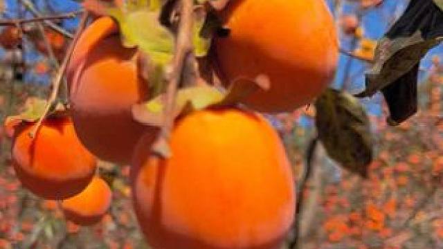 柿子熟了 #户外随拍 #柿子熟了 #丰收的季节硕果累累 #河南刚哥#志刚在路上