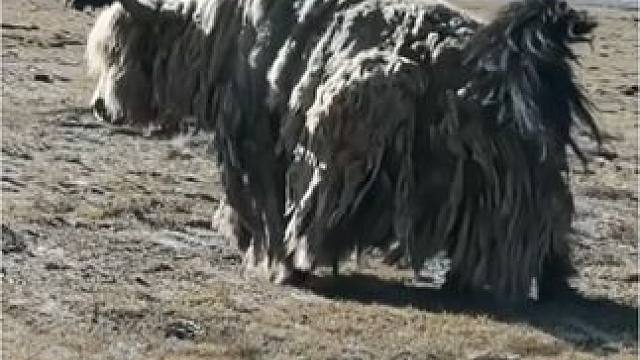 高原上的牦牛王身披袈裟，太霸气了##高原上的神奇动物们 #高原牦牛 #牧区风景 #动物萌时刻