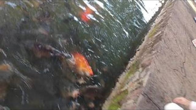 30斤天然大鱼，与人类可爱友崽，太动漫了#孩子的乐趣 #亲近大自然的一天