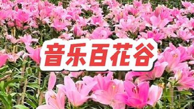 快来音乐百花谷赏花，看小动物表演，玩游乐项目#成都绝美粉色花海就在音乐百花谷 #宠粉国潮狂欢节 #抖