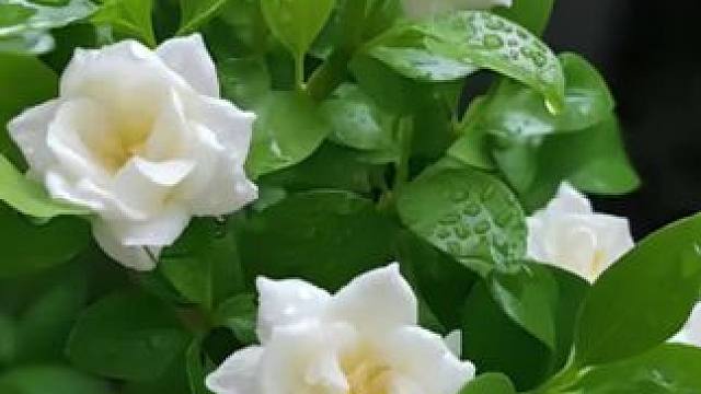 我发布了一个新视频，快来围观吧！