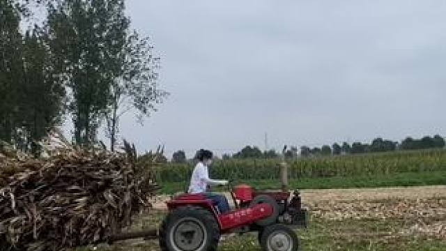 起五更打黄昏
熊我 脚踩油箱里了#田间地头 #农忙秋收 #农村生活