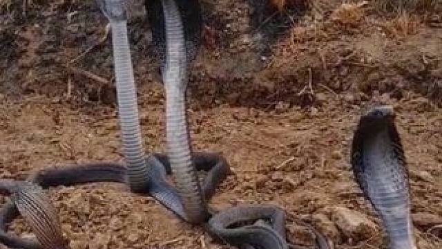 大号掏耳勺 #国外视频分享 #奇妙的动物 #野生动物零距离