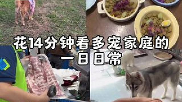 干活日记又来啦~~ #狗狗 #日常vlog #养狗日记 #萌宠日常记录 #汪星人的精致生活