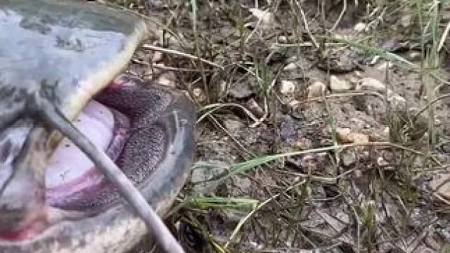 #这鱼哪个钓友看了不羡慕 #秋天正是钓鱼好时节 #每个钓鱼人都有个百斤巨物梦