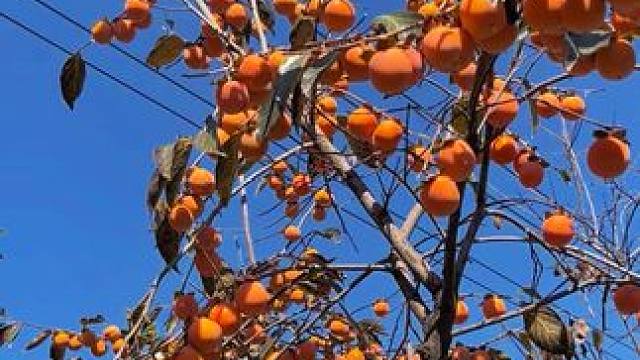 柿子熟了 #户外随拍 #丰收的季节硕果累累 #我为家乡代言 #河南刚哥
