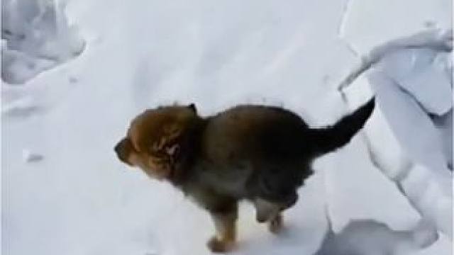 雪地里的小狼崽，努力寻找妈妈，太可爱了#高原上的神奇动物们 #野生动物零距离 #当小动物们遇到雪 #