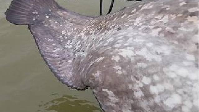 #这鱼哪个钓友看了不羡慕 #秋天正是钓鱼好时节 #每个钓鱼人都有个百斤巨