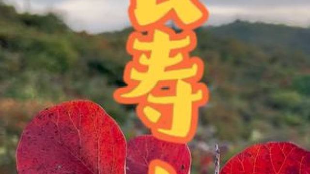 长寿山 #长寿山华服文化节#国庆去哪玩#大师姐策划#长寿山红叶节#金秋赏红叶