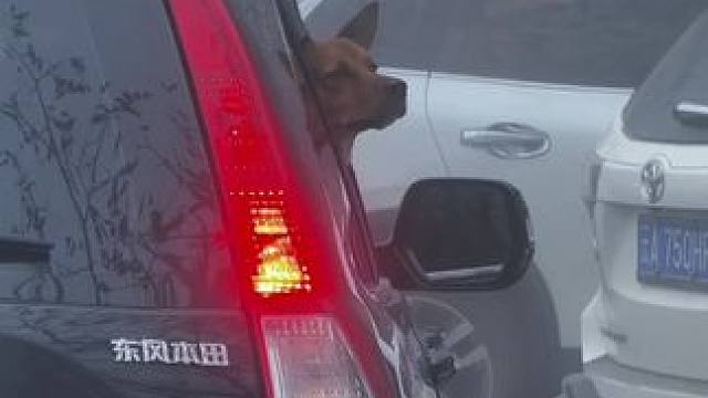 狗狗：这仙气飘飘，根本吸不够吸不完，#带着狗狗去旅行 #哀牢山到底有多凶险 #云南哀牢山仙境