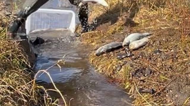 #户外捕鱼 #好多鱼