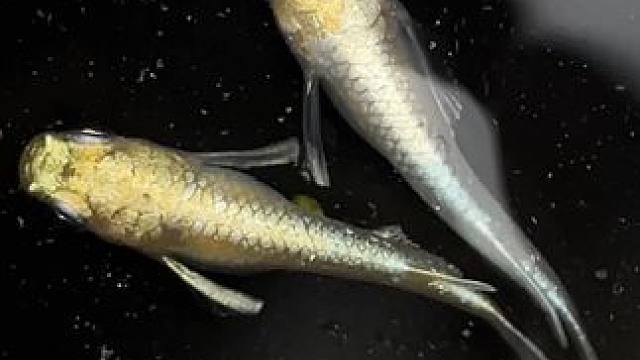 纯金色的青鳉其实是可以繁殖出来的#观背青鳉