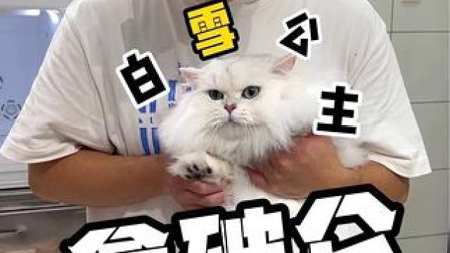 猫中白雪公主，这颜值绝了！#喵惊喜 #万物可爱计划 #卫仕仙气魔方 #国民好货季