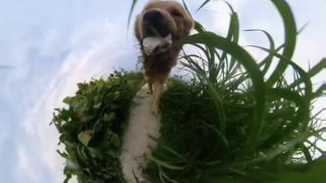 小金毛巡山记 #狗狗 #金毛 #带着狗狗去旅行 #不养狗不知道养狗的乐趣 #萌宠出道计划