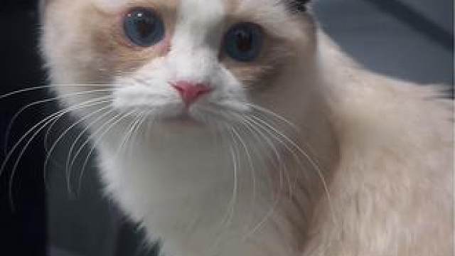 健身喵组间休息被我逮到了吧”#运动 #健身 #猫咪 #猫咪的迷惑行为