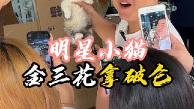 又是想自留的一只猫 太太太甜美了！#壮实说猫 #金三花拿破仑