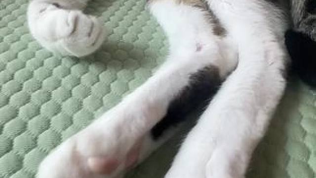 谁睡得好陶醉 #记录猫咪日常 #猫咪运镜 #悠闲的摆烂小猫 #这小猫谁养谁不迷糊啊