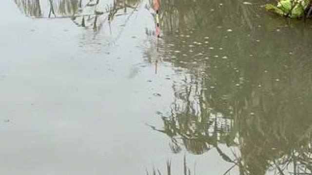 这种情况需要添加什么小药？#钓鱼的乐趣只有钓鱼人懂 #钓鱼人就是这么疯狂