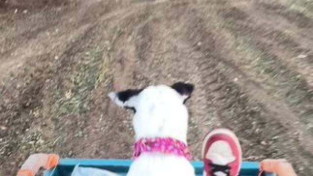 花生撒一路
熊我口袋不扎紧 我扎里还搁地里嘞
啥都想赖我撂挑子了 #农民种地不容易  #