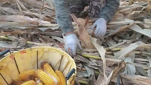 大苞米棒子挺好啊