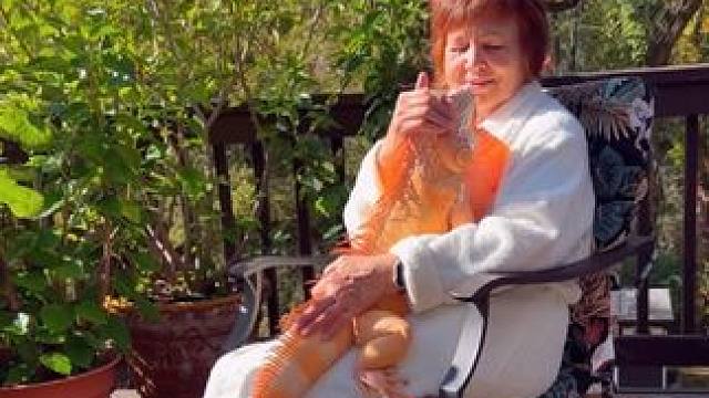 极品红鬣蜥 #国外视频分享 #奇妙的动物 #宠物