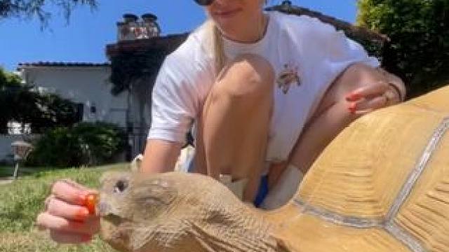 宠物苏卡达陆龟 #国外视频分享 #奇妙的动物 #宠物