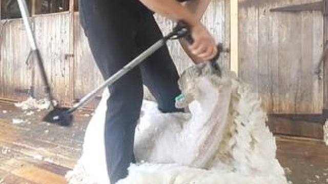 脱了棉袄凉快多了 #国外视频分享 #羊了个羊 #剪羊毛