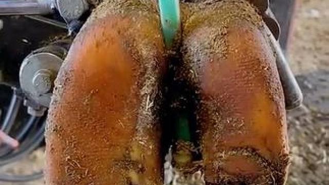 惊呆了，好大的龙虾钳#强迫症 #助眠 #解压 #修牛蹄 #极度舒适