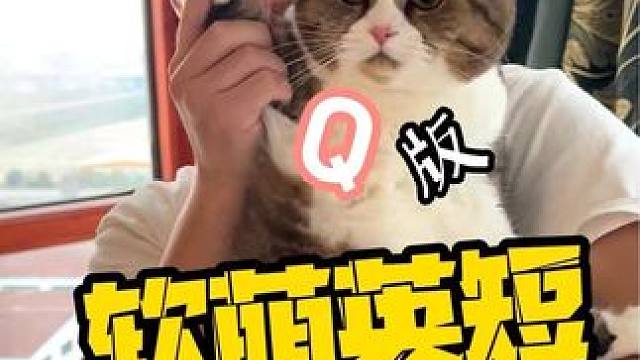 今天洗一只Q弹软萌的小猫咪，太可爱了吧！#上门洗猫 #喵惊喜 #长沙 #万物可爱计划