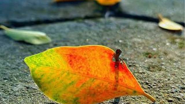 路边看到不起眼的树叶，一招教你拍出高级感#手机摄影 #一起来拍秋天 #秋天落叶 #秋天