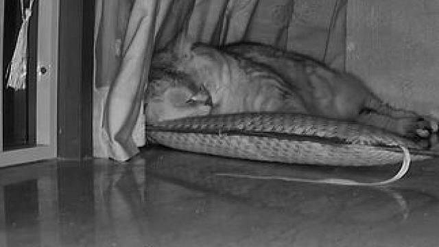 我们回来了，阿蛋可以睡个好觉了 #记录猫咪日常 #这小猫谁养谁不迷糊啊 #监控下的一幕