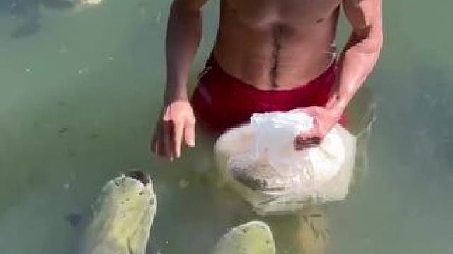 把鱼养熟的男人 #科普