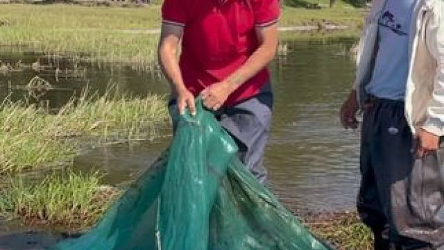 #户外捕鱼 #好多鱼