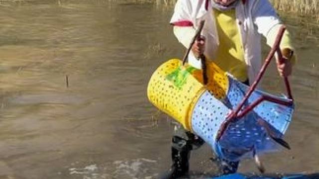 #户外捕鱼 #好多鱼