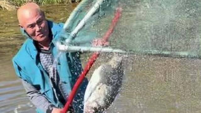 #户外捕鱼 #好大一条鱼