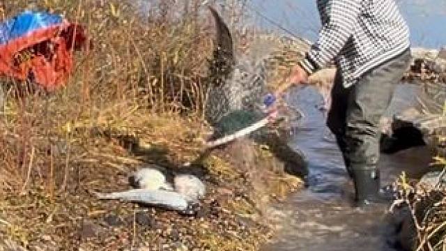 #户外捕鱼 #好多鱼